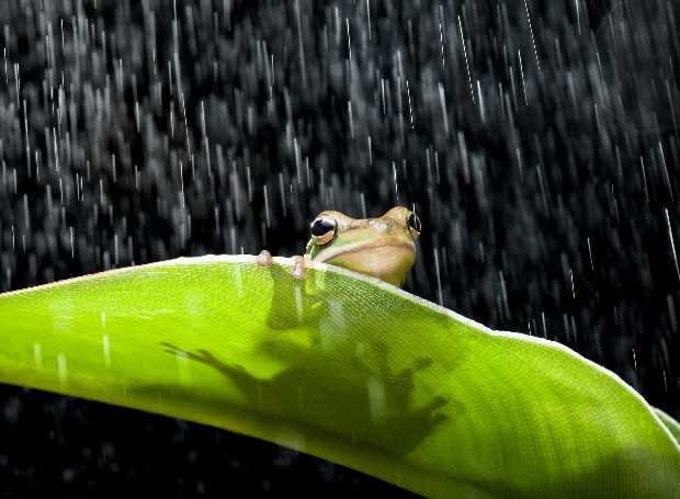 raining-frog.jpeg